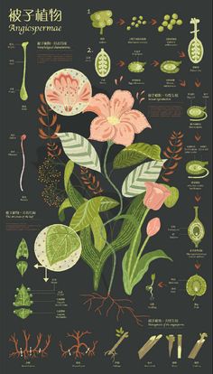 an illustrated poster with flowers and plants in different stages of blooming, from the beginning to