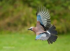 a bird flying through the air with its wings spread