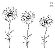 three daisies are shown in black and white, with one flower on the left side