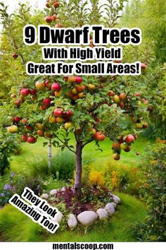 9 Dwarf Trees With High Yield Great For Small Areas! - Mental Scoop Woodland Food, Cockle Shells, Garden Woodland, Gardening Tricks, Growing Trees, Family Homestead, Victory Garden, Farm Ideas