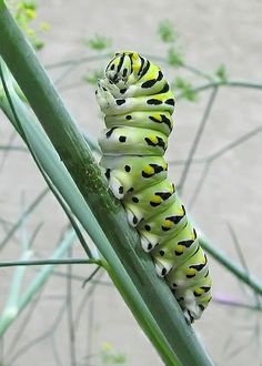 Caterpillar Photography, Cool Insects, Creepy Monster, Cool Bugs, Bug Art