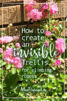 pink roses growing in the garden with text overlay how to create an invisible trellis for climbing roses