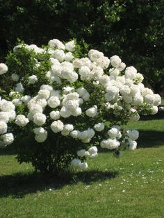 white flowers are blooming in the grass