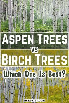 aspen trees and birch trees with the words aspen trees vs birch trees which one is best?