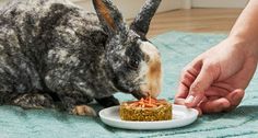 a rabbit eating carrots from a plate on the floor next to someone's hand