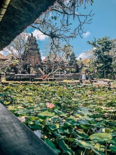 people are standing in front of a pond full of water lilies