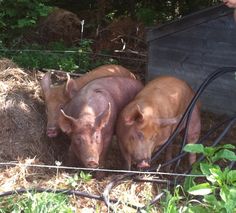 two pigs standing next to each other in hay