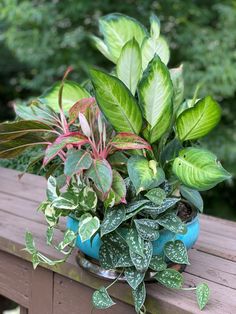 a potted plant sitting on top of a wooden bench