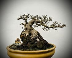 a bonsai tree in a yellow pot with a small house on the ground next to it