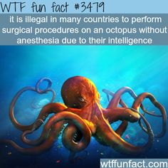 Fun Animal Facts, Octopus Facts, Odd Facts, Animal Facts, Science Facts, The More You Know, Fun Fact