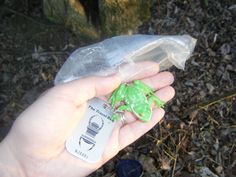 a hand holding a small green frog in a plastic bag with a tag on it