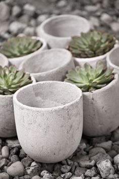 several cement pots with succulents in them sitting on some rocks and gravel