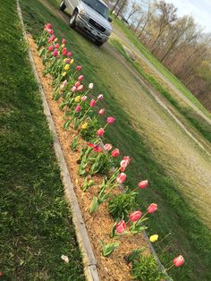 tulips are growing in the flower bed next to a truck