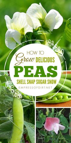 peas and other plants with the words how to grow delicious pea's shell snapp snow