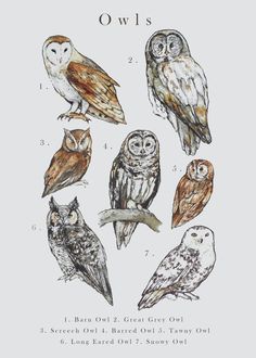 an owl's guide to the different kinds of owls in their natural habitat, with instructions on how to draw them