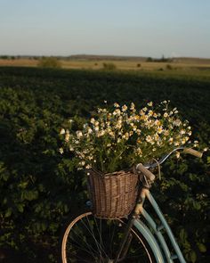 a bicycle with a basket full of flowers on the front is parked in a field