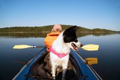 a dog is sitting in the front of a kayak with its head turned to the side