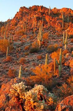 many cacti are growing on the side of a mountain