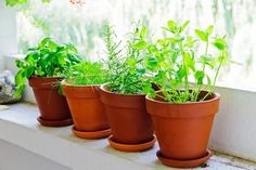 there are many potted plants on the window sill