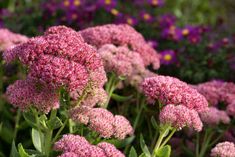 pink flowers are blooming in the garden