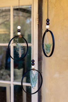 an air plant hanging from the side of a window with two rings holding it up