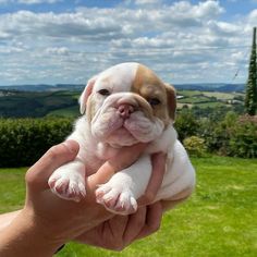 a small brown and white puppy being held by someone