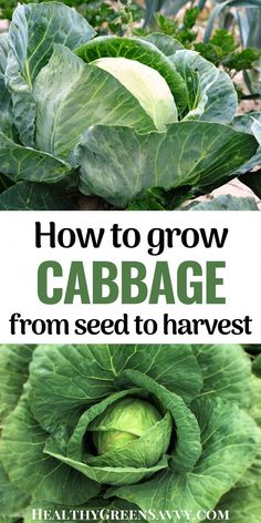 Learn how to grow cabbage and extend your growing season. Cold-hardy cabbage can allow you to harvest from your garden in winter. Cabbage Growing, Grow Cabbage, Growing Cabbage, Cabbage Plant, Cabbage Seeds, Indoor Vegetable Gardening, Backyard Vegetable Gardens, Organic Vegetable Garden, Organic Gardening Tips