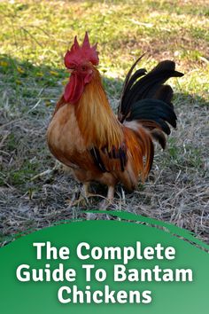 the complete guide to bantam chickens