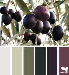 an olive tree with lots of green leaves and purple berries in the center, color palette