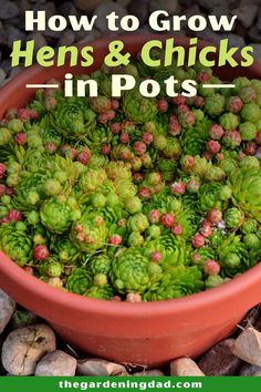 a red bowl filled with lots of green plants next to rocks and gravel text reads how to grow hens & chicks in pots