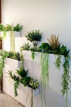 some plants are hanging on the wall