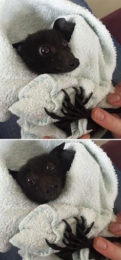 two pictures of a baby bat wrapped in a towel