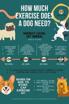 how much exercise does a dog need? info for dogs and their owners to do