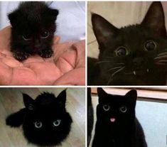 four different pictures of black cats with blue eyes