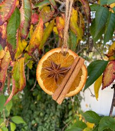 an orange slice hanging from a tree with cinnamon stick and star anise on it