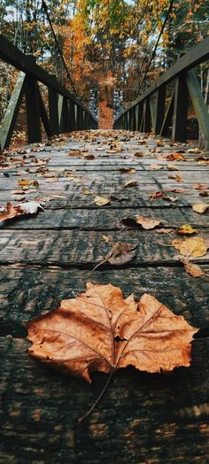 a leaf laying on the ground in front of a wooden bridge with leaves all over it