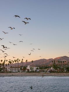 a flock of birds flying over the ocean with palm trees and mountains in the background