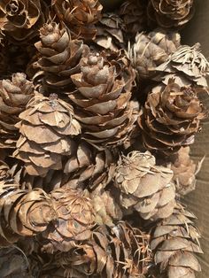 a pile of pine cones sitting on top of each other