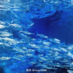 a large group of fish swimming in the ocean