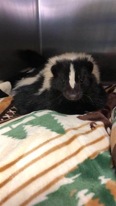 a black and white animal laying on top of a blanket