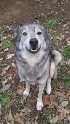 a dog is sitting on the ground with leaves around him and looking up at the camera