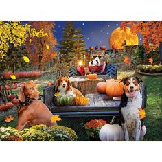 two dogs are sitting in the back of a truck with pumpkins and gourds