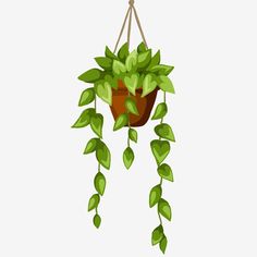 a potted plant hanging from a rope with green leaves on the top and bottom