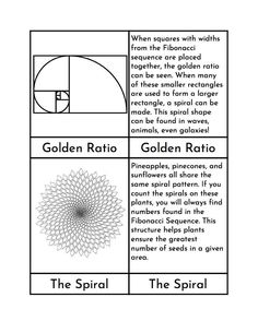 the golden ratio is shown in black and white, with an image of a flower