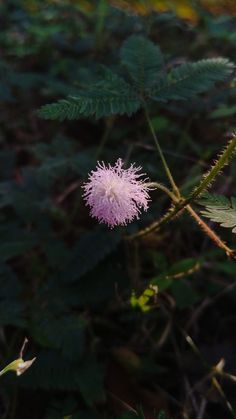 a small pink flower sitting on top of a lush green field