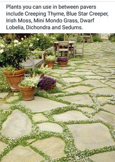 a stone walkway with potted plants and benches in the back ground, surrounded by flowers