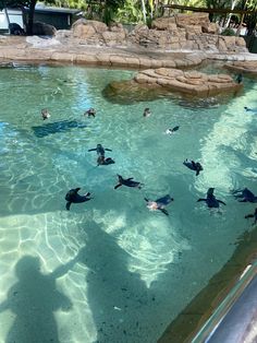 several ducks swimming in the water at a zoo