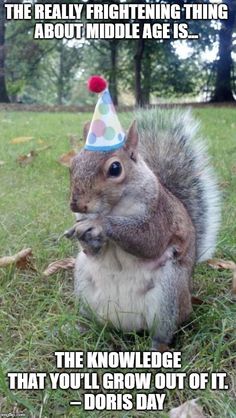 a squirrel with a birthday hat on it's head