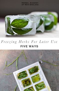 some ice cubes with green leaves on them and the text freezing herbs for later use five ways