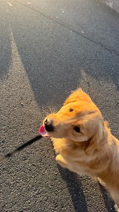 a small dog is sitting on the pavement with its tongue out and it's mouth open